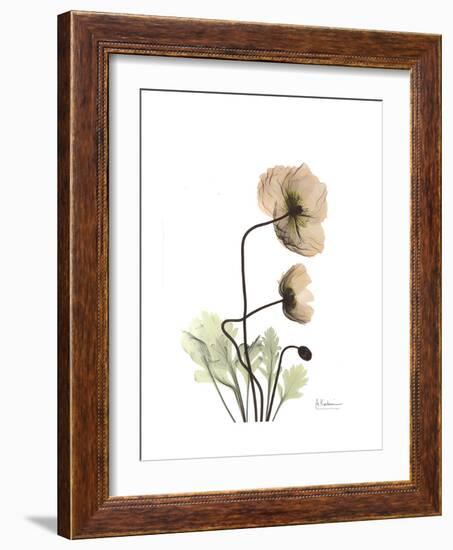 Iceland Poppy Portrait 2-Albert Koetsier-Framed Premium Giclee Print