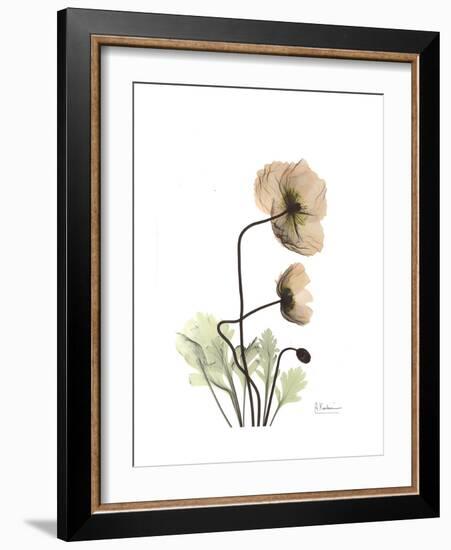 Iceland Poppy Portrait 2-Albert Koetsier-Framed Premium Giclee Print