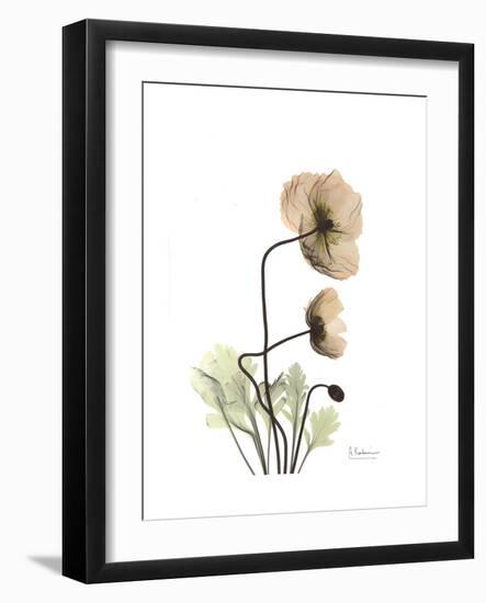 Iceland Poppy Portrait 2-Albert Koetsier-Framed Premium Giclee Print