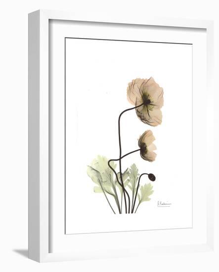 Iceland Poppy Portrait 2-Albert Koetsier-Framed Premium Giclee Print