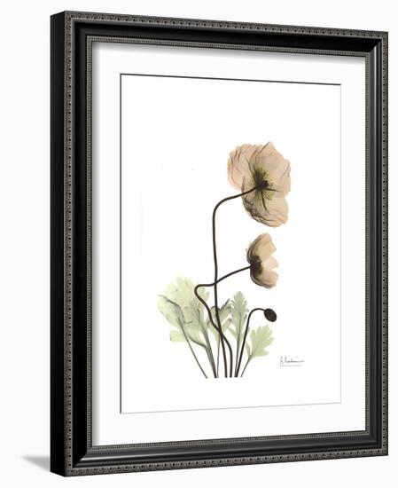 Iceland Poppy Portrait 2-Albert Koetsier-Framed Premium Giclee Print