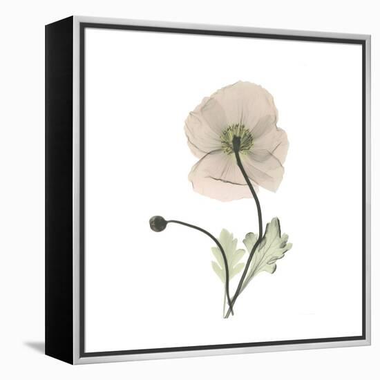 Iceland Poppy Square-Albert Koetsier-Framed Stretched Canvas