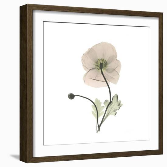 Iceland Poppy Square-Albert Koetsier-Framed Premium Giclee Print