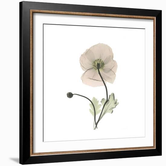 Iceland Poppy Square-Albert Koetsier-Framed Premium Giclee Print