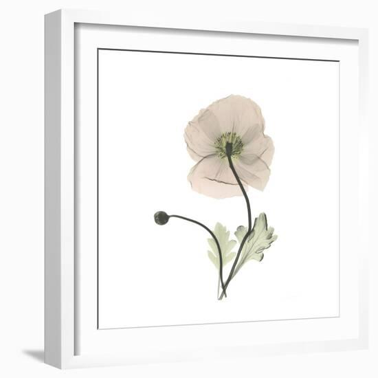 Iceland Poppy Square-Albert Koetsier-Framed Premium Giclee Print