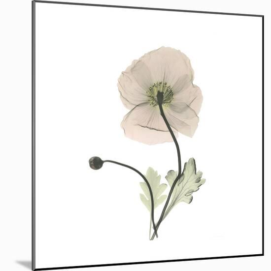 Iceland Poppy Square-Albert Koetsier-Mounted Premium Giclee Print