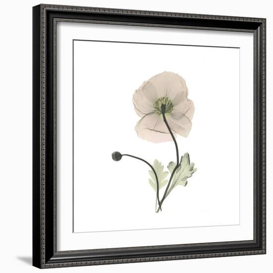 Iceland Poppy Square-Albert Koetsier-Framed Premium Giclee Print