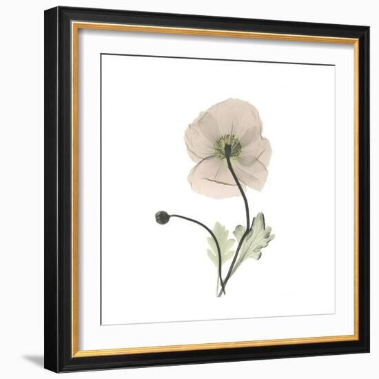 Iceland Poppy Square-Albert Koetsier-Framed Premium Giclee Print