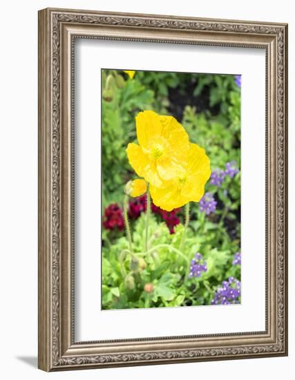 Iceland Poppy, Usa-Lisa S. Engelbrecht-Framed Photographic Print