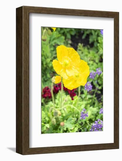 Iceland Poppy, Usa-Lisa S. Engelbrecht-Framed Photographic Print