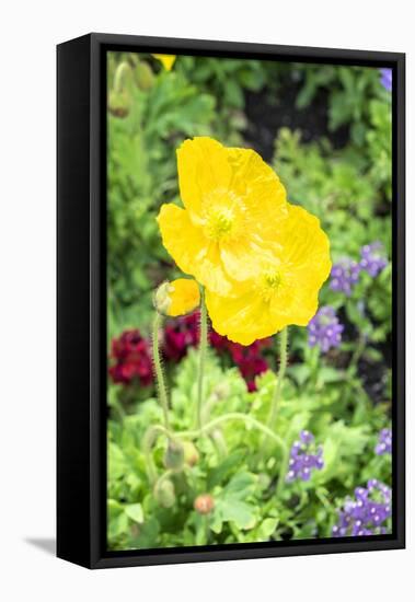 Iceland Poppy, Usa-Lisa S. Engelbrecht-Framed Premier Image Canvas