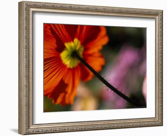 Iceland Poppy-Mitch Diamond-Framed Photographic Print