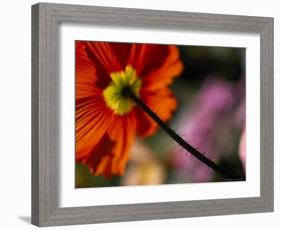 Iceland Poppy-Mitch Diamond-Framed Photographic Print