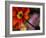 Iceland Poppy-Mitch Diamond-Framed Photographic Print