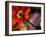 Iceland Poppy-Mitch Diamond-Framed Photographic Print