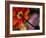 Iceland Poppy-Mitch Diamond-Framed Photographic Print