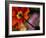 Iceland Poppy-Mitch Diamond-Framed Photographic Print