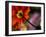 Iceland Poppy-Mitch Diamond-Framed Photographic Print