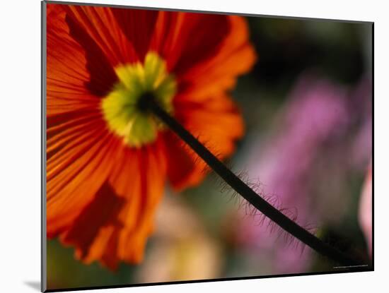 Iceland Poppy-Mitch Diamond-Mounted Photographic Print