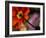 Iceland Poppy-Mitch Diamond-Framed Photographic Print