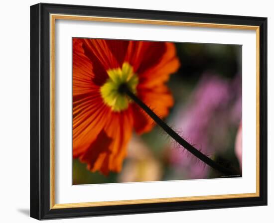 Iceland Poppy-Mitch Diamond-Framed Photographic Print