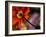 Iceland Poppy-Mitch Diamond-Framed Photographic Print