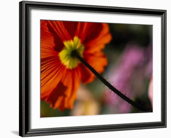 Iceland Poppy-Mitch Diamond-Framed Photographic Print