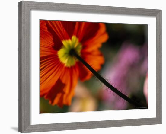 Iceland Poppy-Mitch Diamond-Framed Photographic Print