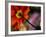 Iceland Poppy-Mitch Diamond-Framed Photographic Print