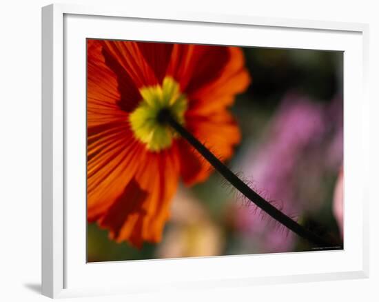 Iceland Poppy-Mitch Diamond-Framed Photographic Print