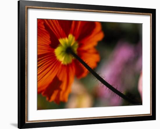 Iceland Poppy-Mitch Diamond-Framed Photographic Print