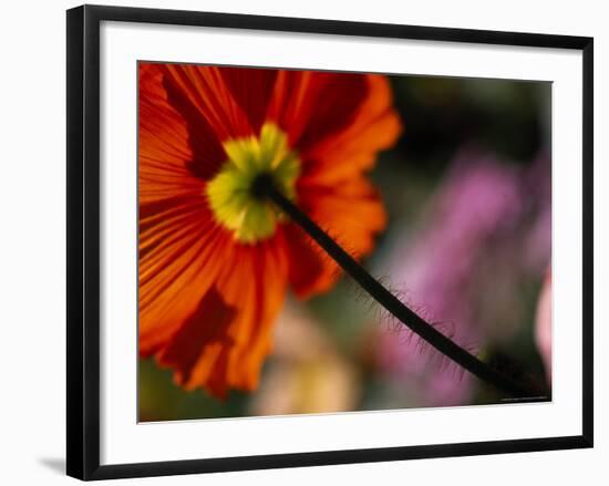 Iceland Poppy-Mitch Diamond-Framed Photographic Print