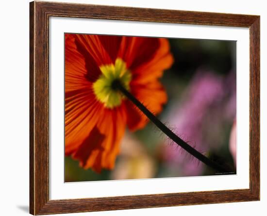 Iceland Poppy-Mitch Diamond-Framed Photographic Print