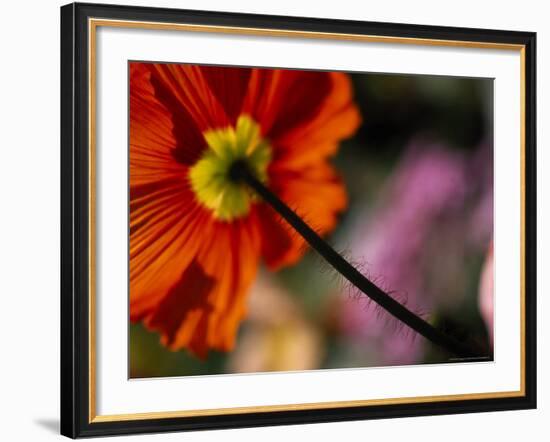 Iceland Poppy-Mitch Diamond-Framed Photographic Print