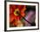 Iceland Poppy-Mitch Diamond-Framed Photographic Print