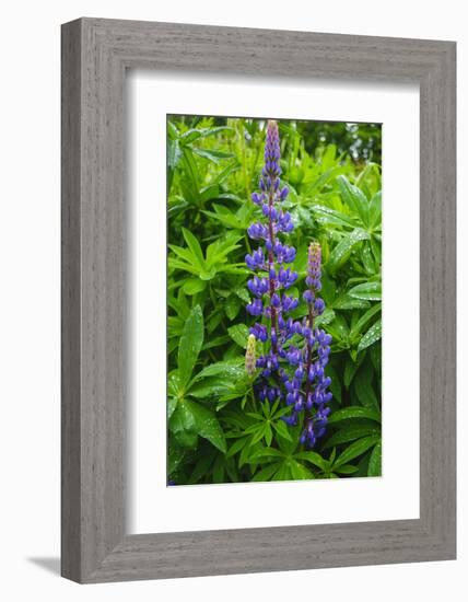 Iceland. Reykjavik. Lupines with Droplets of Rainwater-Inger Hogstrom-Framed Photographic Print