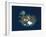 Iceland, Satellite Image-PLANETOBSERVER-Framed Photographic Print