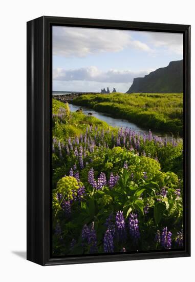 Iceland. Vik I Myrdal. Stream Running Through Field of Wildflowers-Inger Hogstrom-Framed Premier Image Canvas