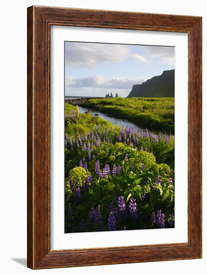 Iceland. Vik I Myrdal. Stream Running Through Field of Wildflowers-Inger Hogstrom-Framed Photographic Print