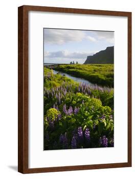 Iceland. Vik I Myrdal. Stream Running Through Field of Wildflowers-Inger Hogstrom-Framed Photographic Print