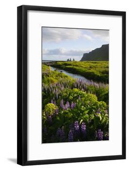 Iceland. Vik I Myrdal. Stream Running Through Field of Wildflowers-Inger Hogstrom-Framed Photographic Print