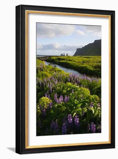 Iceland. Vik I Myrdal. Stream Running Through Field of Wildflowers-Inger Hogstrom-Framed Photographic Print