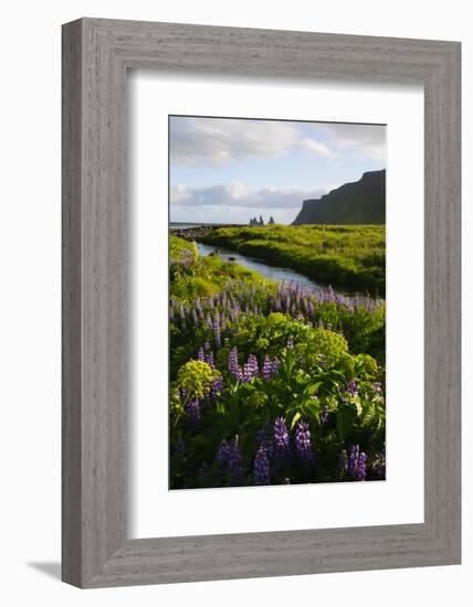 Iceland. Vik I Myrdal. Stream Running Through Field of Wildflowers-Inger Hogstrom-Framed Photographic Print