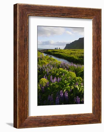 Iceland. Vik I Myrdal. Stream Running Through Field of Wildflowers-Inger Hogstrom-Framed Photographic Print