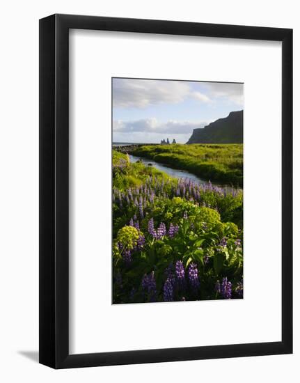 Iceland. Vik I Myrdal. Stream Running Through Field of Wildflowers-Inger Hogstrom-Framed Photographic Print