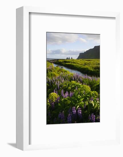 Iceland. Vik I Myrdal. Stream Running Through Field of Wildflowers-Inger Hogstrom-Framed Photographic Print