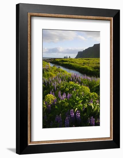 Iceland. Vik I Myrdal. Stream Running Through Field of Wildflowers-Inger Hogstrom-Framed Photographic Print