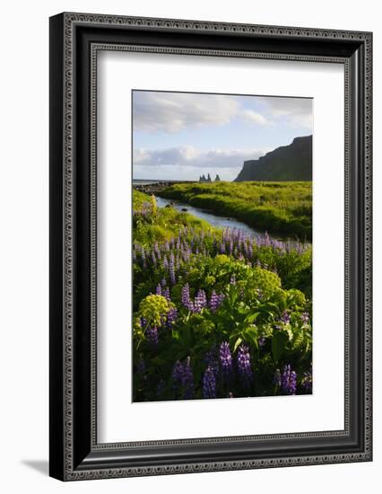 Iceland. Vik I Myrdal. Stream Running Through Field of Wildflowers-Inger Hogstrom-Framed Photographic Print