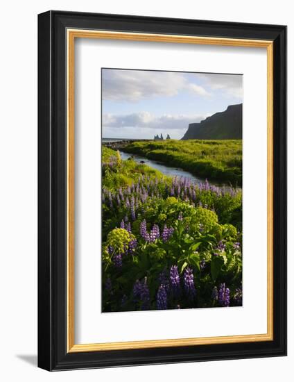 Iceland. Vik I Myrdal. Stream Running Through Field of Wildflowers-Inger Hogstrom-Framed Photographic Print