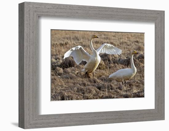 Iceland, West Fjords, Song Swans, Cygnus Cygnus,-Bernd Rommelt-Framed Photographic Print